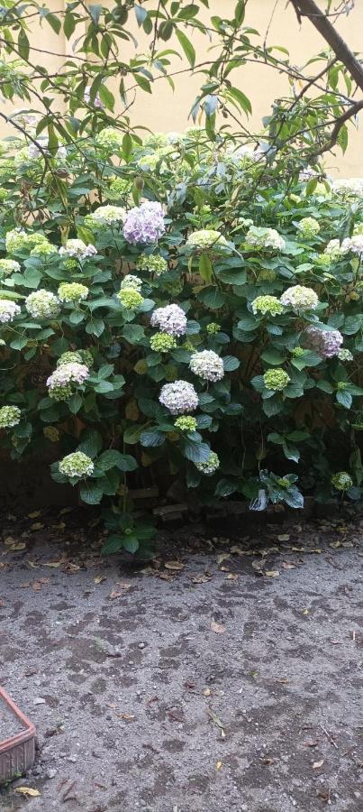 Il Giardino Nascosto Hotel Napoli Eksteriør billede